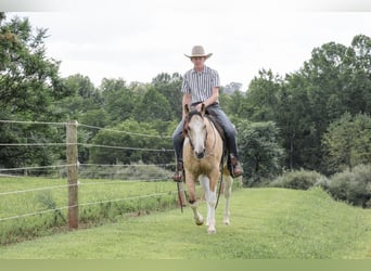 American Paint Horse, Wallach, 4 Jahre, 152 cm, Schecke