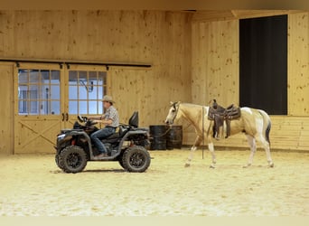 American Paint Horse, Wallach, 4 Jahre, 152 cm, Schecke
