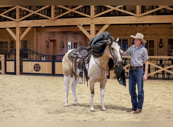 American Paint Horse, Wallach, 4 Jahre, 152 cm, Schecke