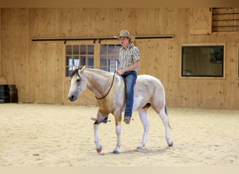 American Paint Horse, Wallach, 4 Jahre, 152 cm, Schecke