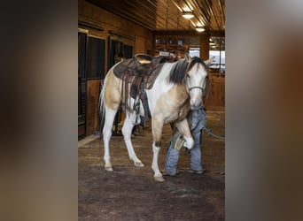 American Paint Horse, Wallach, 4 Jahre, 152 cm, Schecke