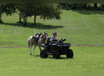 American Paint Horse, Wallach, 4 Jahre, 152 cm, Schecke