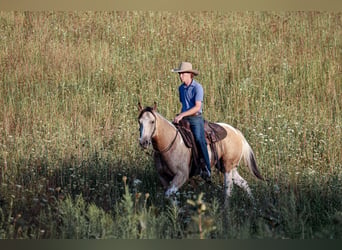 American Paint Horse, Wallach, 4 Jahre, 152 cm, Schecke