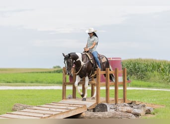 American Paint Horse, Wallach, 4 Jahre, 152 cm, Schecke