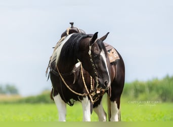 American Paint Horse, Wallach, 4 Jahre, 152 cm, Schecke
