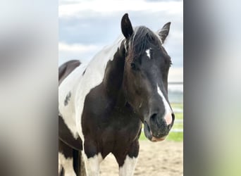 American Paint Horse, Wallach, 4 Jahre, 152 cm, Tobiano-alle-Farben