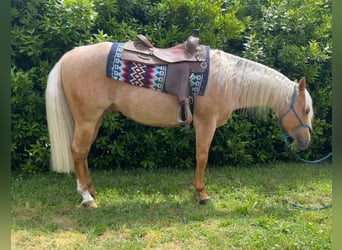 American Paint Horse, Wallach, 4 Jahre, 153 cm, Palomino