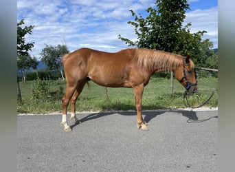 American Paint Horse, Wallach, 4 Jahre, 153 cm, Rotfuchs