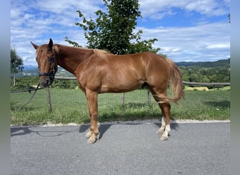 American Paint Horse, Wallach, 4 Jahre, 153 cm, Rotfuchs