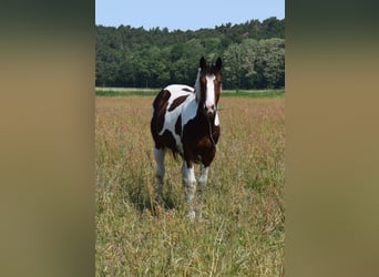 American Paint Horse, Wallach, 4 Jahre, 153 cm, Tobiano-alle-Farben