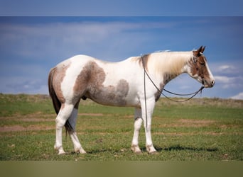 American Paint Horse, Wallach, 4 Jahre, 155 cm, Schecke