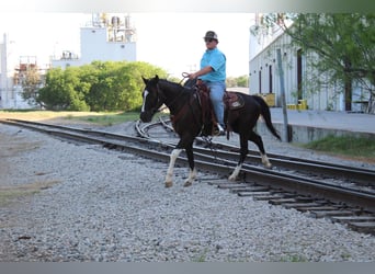 American Paint Horse, Wallach, 4 Jahre, 155 cm, Tobiano-alle-Farben