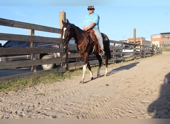 American Paint Horse, Wallach, 4 Jahre, 155 cm, Tobiano-alle-Farben