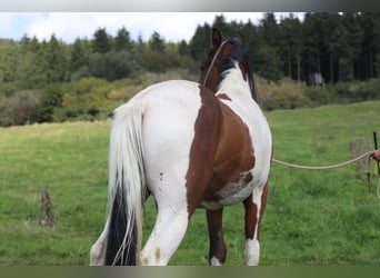 American Paint Horse Mix, Wallach, 4 Jahre, 156 cm, Schecke