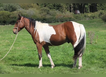 American Paint Horse Mix, Wallach, 4 Jahre, 156 cm, Schecke