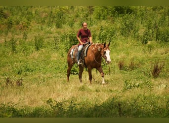 American Paint Horse, Wallach, 4 Jahre, 157 cm, Rotfuchs