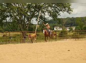 American Paint Horse, Wallach, 4 Jahre, 157 cm, Rotfuchs