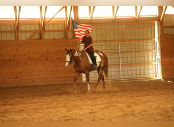 American Paint Horse, Wallach, 4 Jahre, 157 cm, Rotfuchs