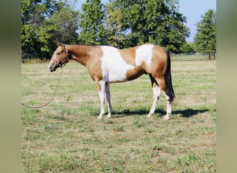 American Paint Horse, Wallach, 4 Jahre, 157 cm, Schecke