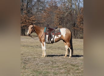 American Paint Horse, Wallach, 4 Jahre, 157 cm, Schecke