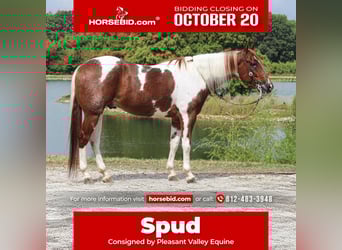 American Paint Horse, Wallach, 4 Jahre, 157 cm, Tobiano-alle-Farben