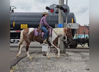 American Paint Horse, Wallach, 4 Jahre, 157 cm, Tobiano-alle-Farben