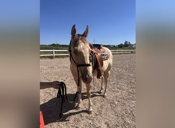 American Paint Horse, Wallach, 4 Jahre, 158 cm, Champagne