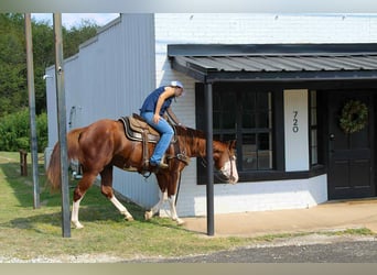 American Paint Horse, Wallach, 4 Jahre, 160 cm, Dunkelfuchs