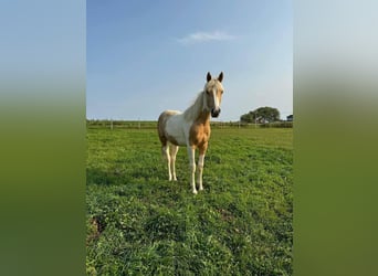 American Paint Horse, Wallach, 4 Jahre, 163 cm, Palomino