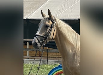 American Paint Horse, Wallach, 4 Jahre, 165 cm, Palomino