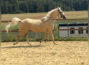 American Paint Horse, Wallach, 4 Jahre, 165 cm, Palomino