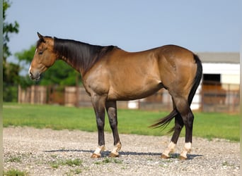 American Paint Horse, Wallach, 4 Jahre, Buckskin