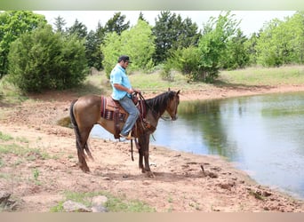American Paint Horse, Wallach, 4 Jahre, Buckskin