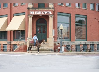 American Paint Horse, Wallach, 4 Jahre, Buckskin