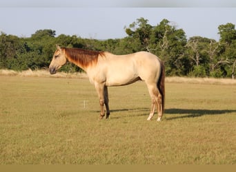 American Paint Horse, Wallach, 4 Jahre, Champagne