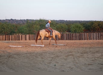 American Paint Horse, Wallach, 4 Jahre, Champagne