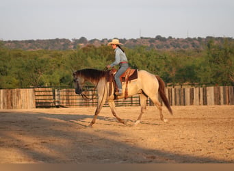 American Paint Horse, Wallach, 4 Jahre, Champagne