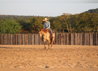 American Paint Horse, Wallach, 4 Jahre, Champagne