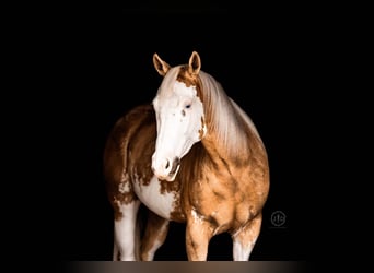 American Paint Horse, Wallach, 4 Jahre, Palomino