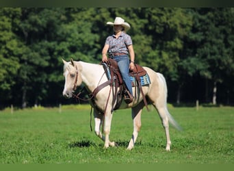 American Paint Horse, Wallach, 4 Jahre, Schecke