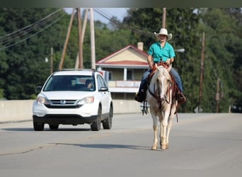 American Paint Horse, Wallach, 4 Jahre, Schecke