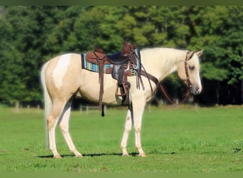 American Paint Horse, Wallach, 4 Jahre, Schecke