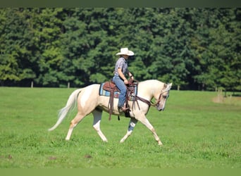 American Paint Horse, Wallach, 4 Jahre, Schecke