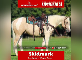 American Paint Horse, Wallach, 4 Jahre, Schecke