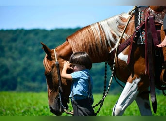 American Paint Horse, Wallach, 5 Jahre, 142 cm, Schecke