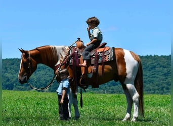 American Paint Horse, Wallach, 5 Jahre, 142 cm, Schecke