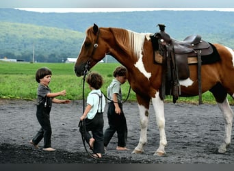 American Paint Horse, Wallach, 5 Jahre, 142 cm, Schecke