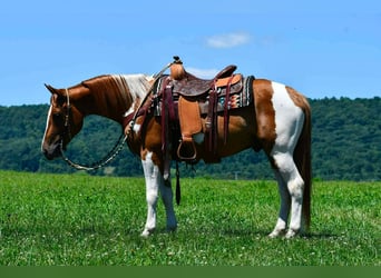American Paint Horse, Wallach, 5 Jahre, 142 cm, Schecke