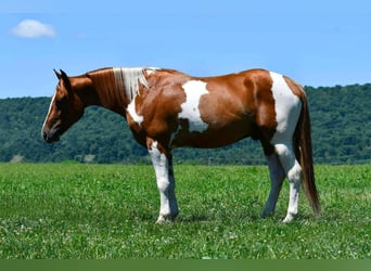 American Paint Horse, Wallach, 5 Jahre, 142 cm, Schecke