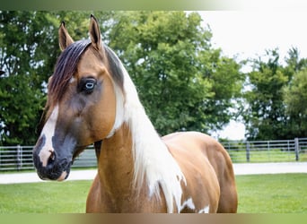 American Paint Horse, Wallach, 5 Jahre, 147 cm, Falbe